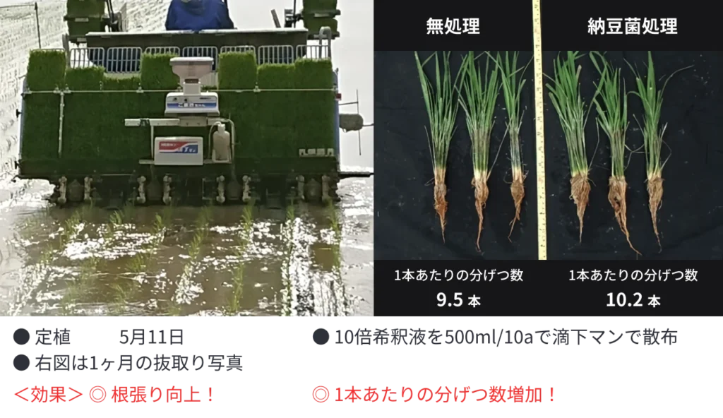 田植え同時散布による水稲栽培での納豆菌の力の効果の説明