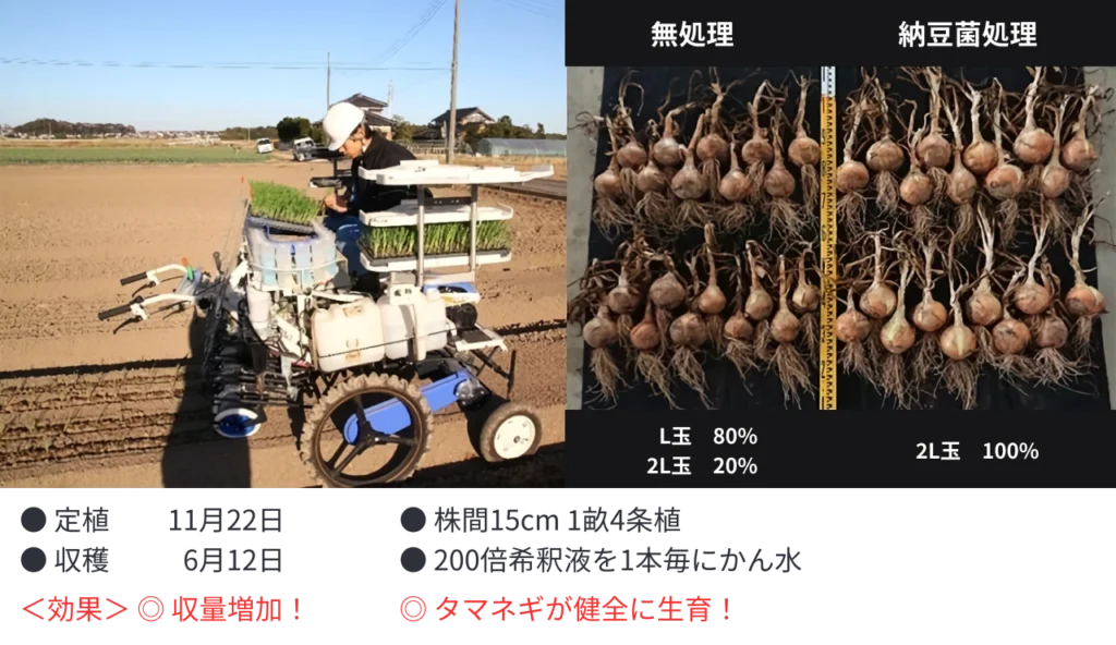 移植機のかん水装置によるタマネギ栽培での納豆菌の力の効果の説明