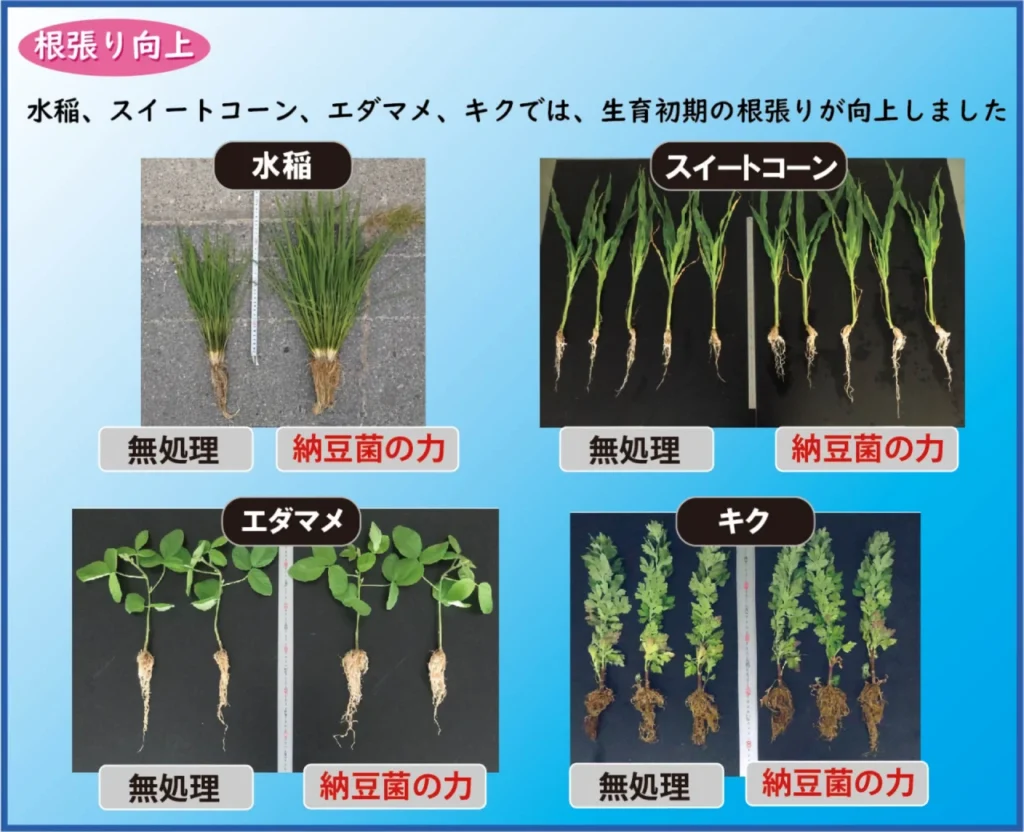 水稲、スイートコーン、エダマメ、キクでの納豆菌の力による根張り向上効果の紹介