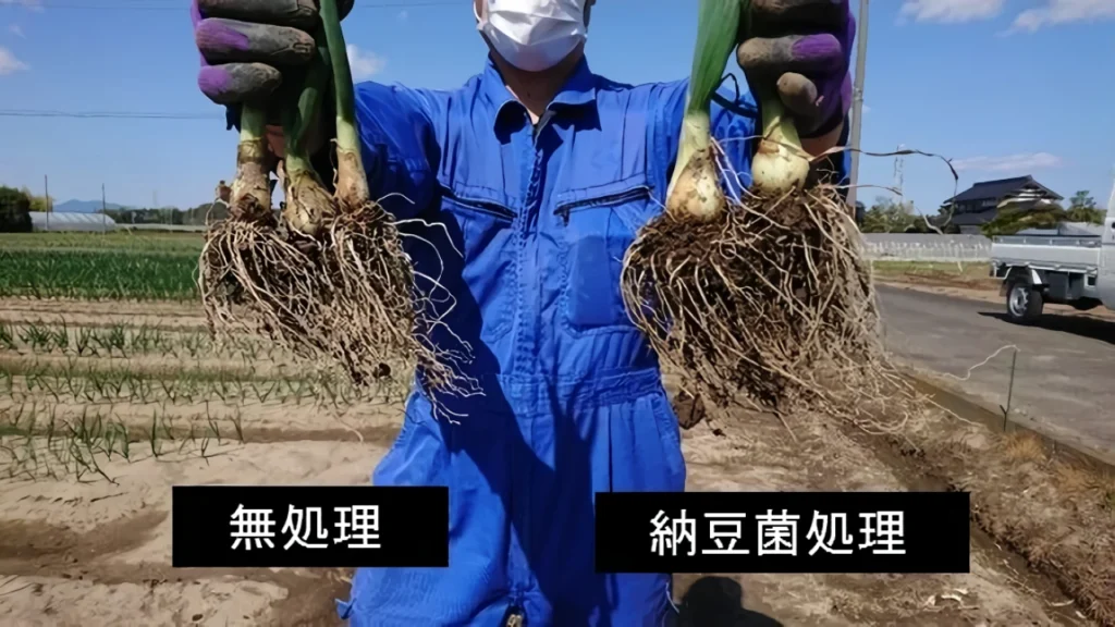 微生物資材「納豆菌の力」の効果！
