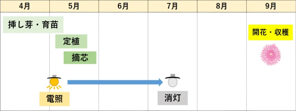 福島県の9月咲きのキク栽培暦の例