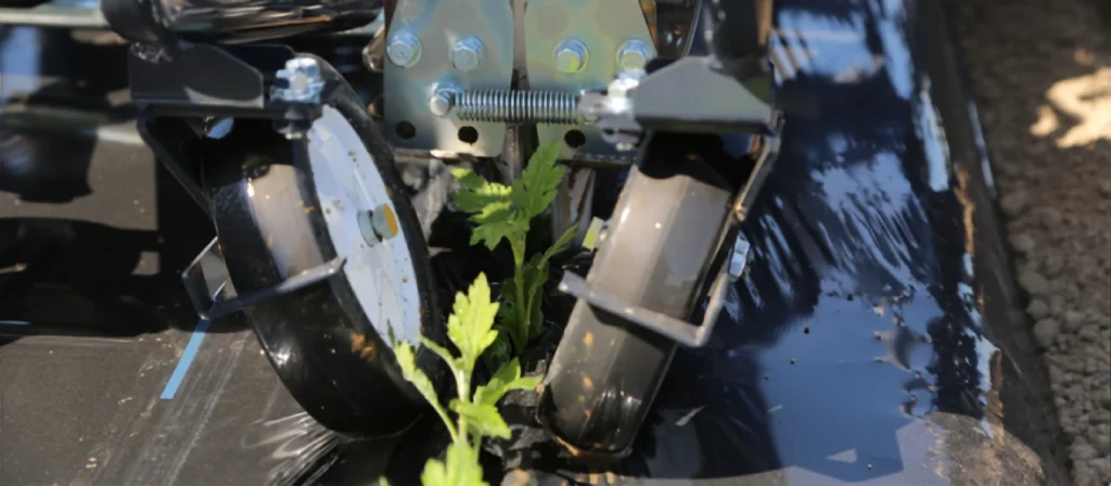 ISEKIのキク移植機PVHR200-KL3WDの植付装置が株元に潅水している画像