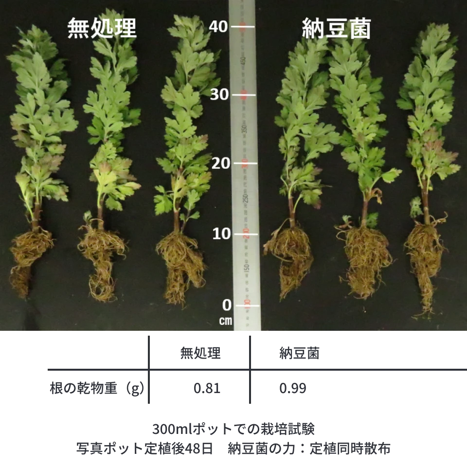 納豆菌の力を施用した苗と無処理の苗の根の状態を比較