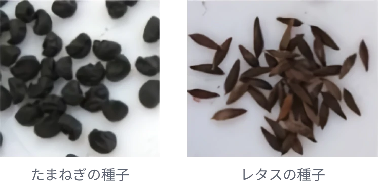 ハンドシーダーで播種できない種類の種子の画像