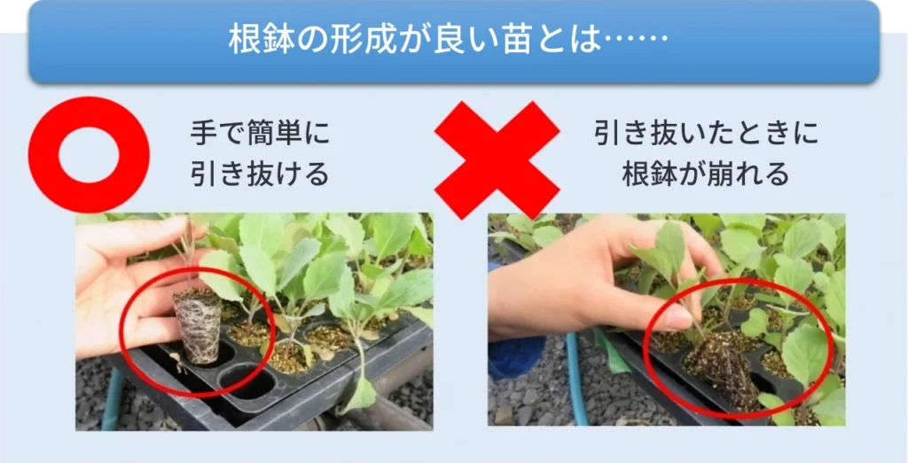 根鉢の形成が良い苗の状態を紹介した画像