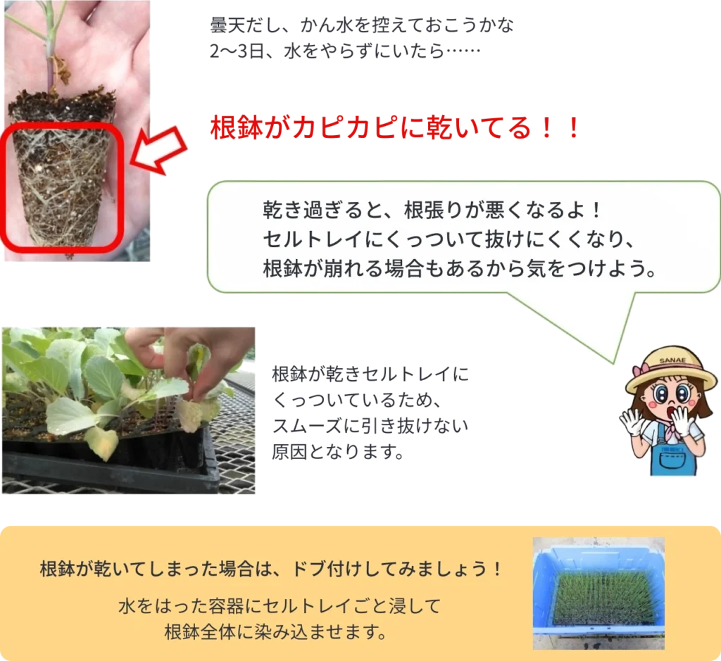 かん水を控えて乾き過ぎになった苗の状態、復旧方法の説明