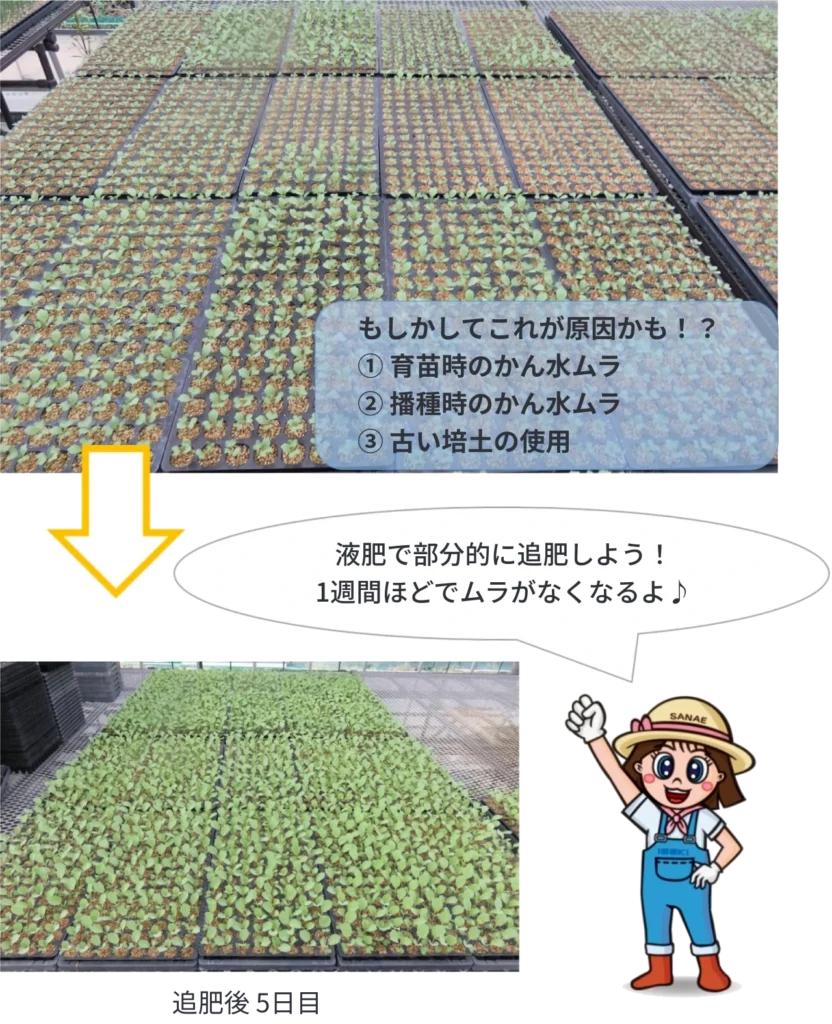 セルトレイ育苗で生育ムラが発生した際の対処方法の説明