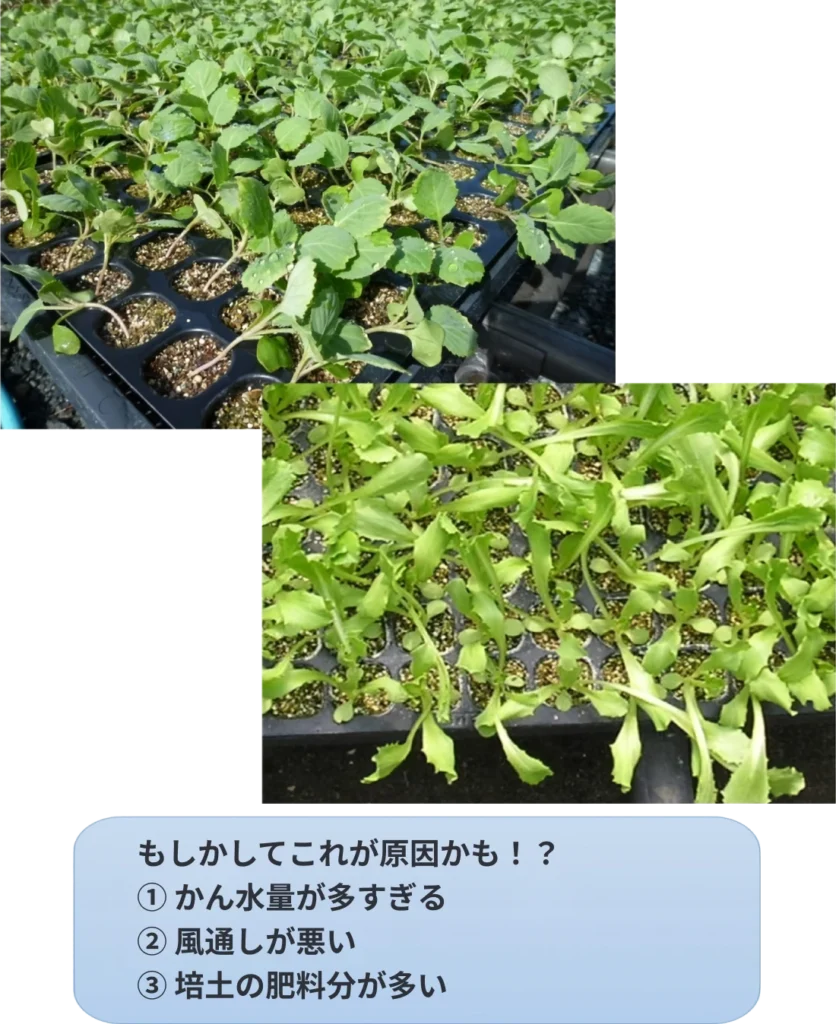セルトレイ育苗で苗が徒長した場合の原因の説明