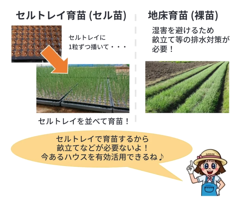 地床育苗と比較したセルトレイ育苗のメリット