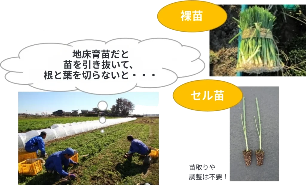 セルトレイ育苗の特徴：苗取り、調整が不要