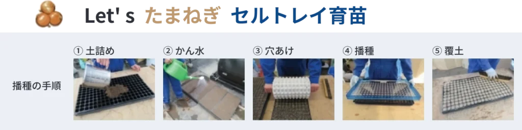 たまねぎセルトレイ育苗の播種手順