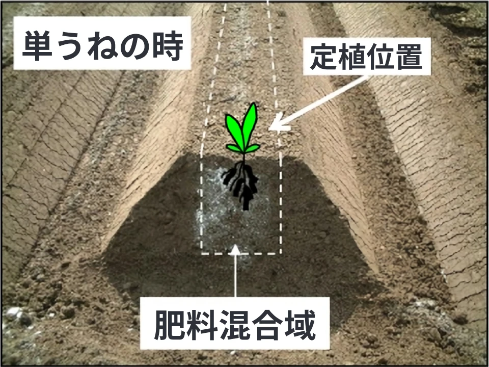 単うね時の定植位置と肥料混合域を示した画像