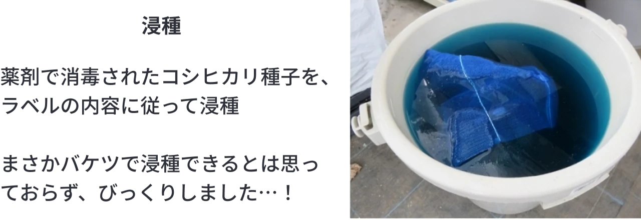 コシヒカリの種子をバケツで浸種しているところ