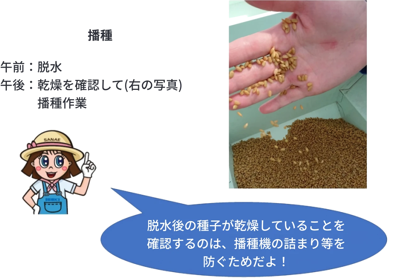 浸種した種子を脱水した後に乾燥されていることを確認している