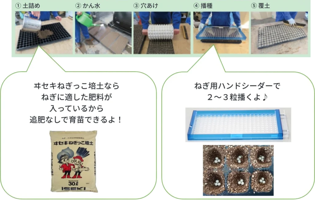セルトレイ育苗での播種手順を説明した画像