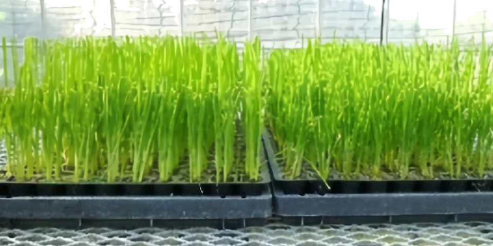 晴れた日の午前中に葉切りを行った苗