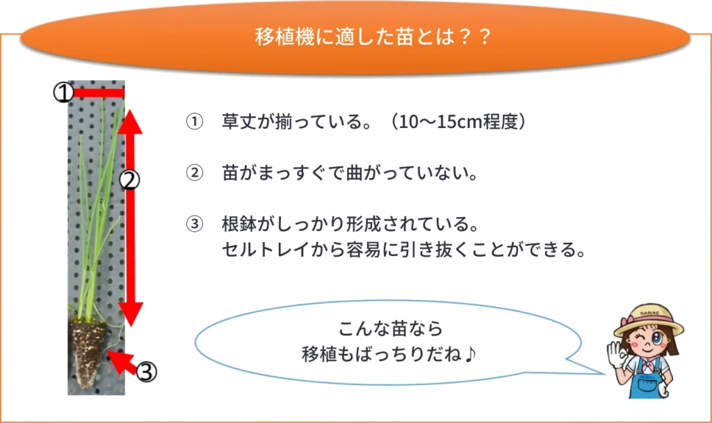 移植機に適した苗を説明したイメージ図