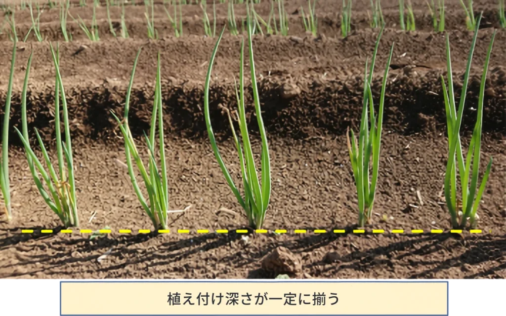 植え付け深さが一定に揃っているイメージ
