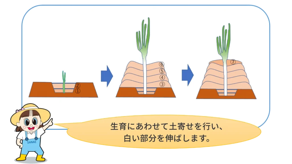 白ねぎの機械化