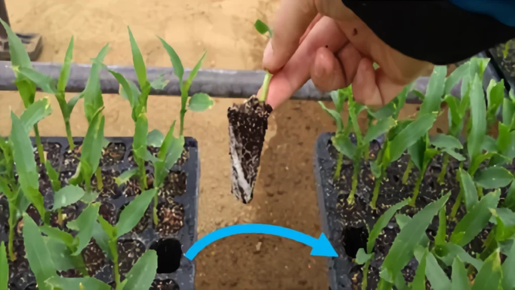 苗の欠株が少ない場合は補植用トレイから差し替える