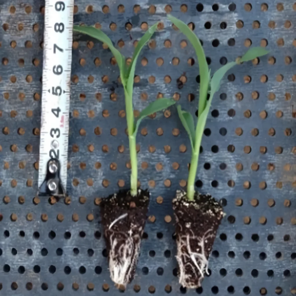 機械移植に適した状態のスイートコーンの苗