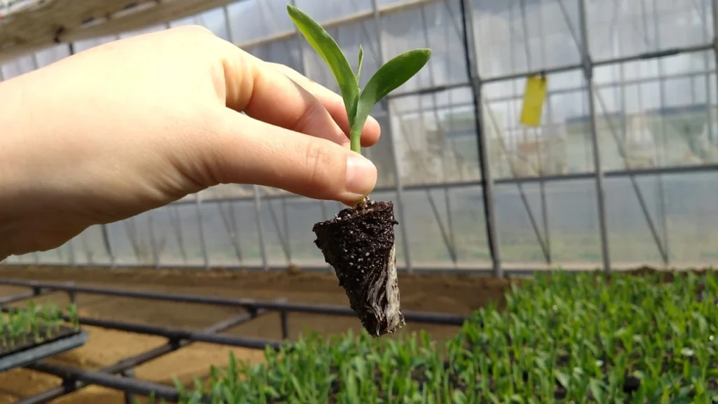 全自動移植機で植える！スイートコーンのセルトレイ育苗