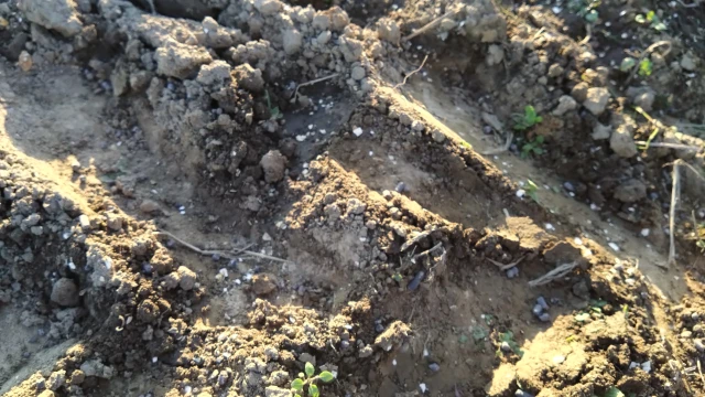 圃場に散布されたボカセイ2号