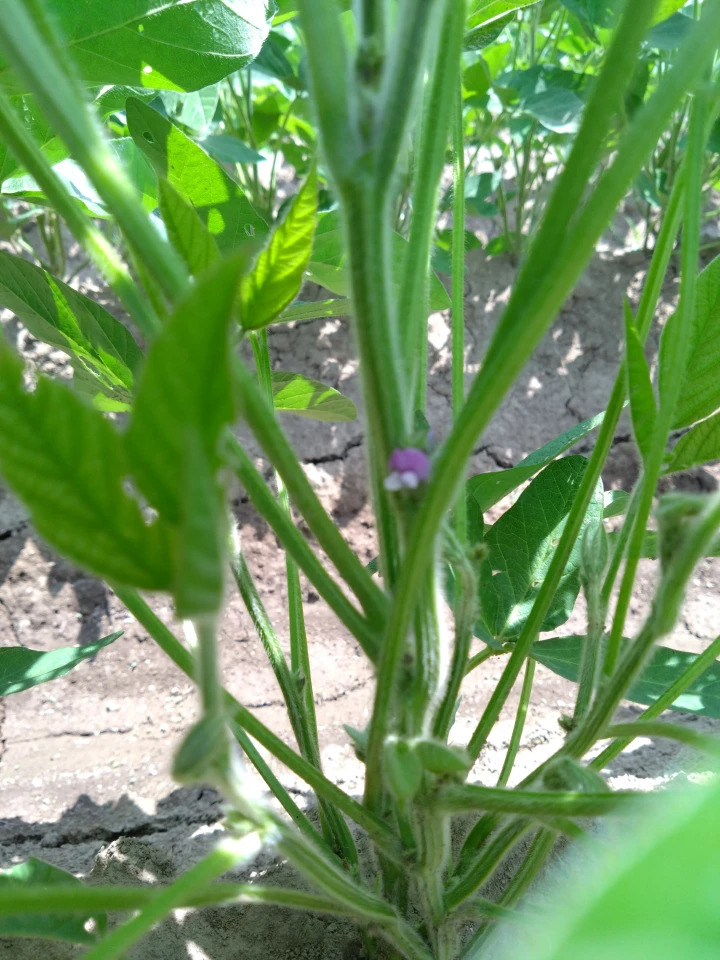 開花