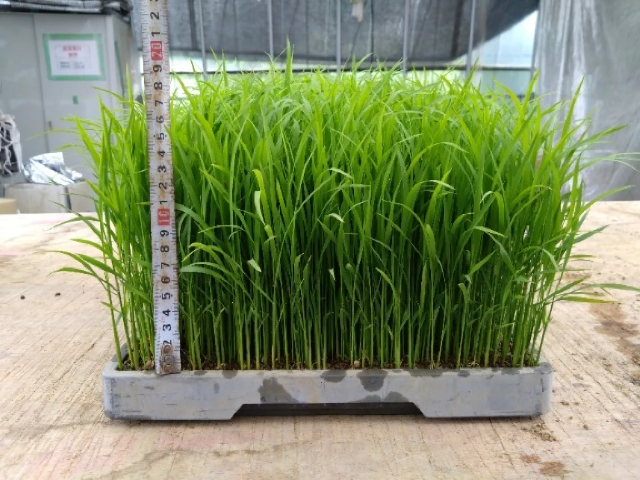 植付け苗