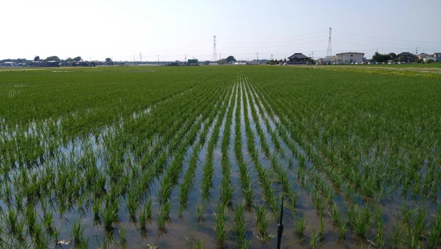 圃場全景