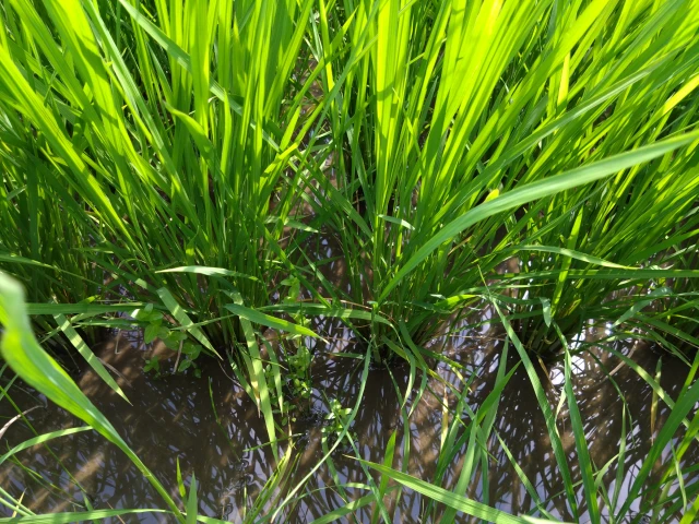 調査株