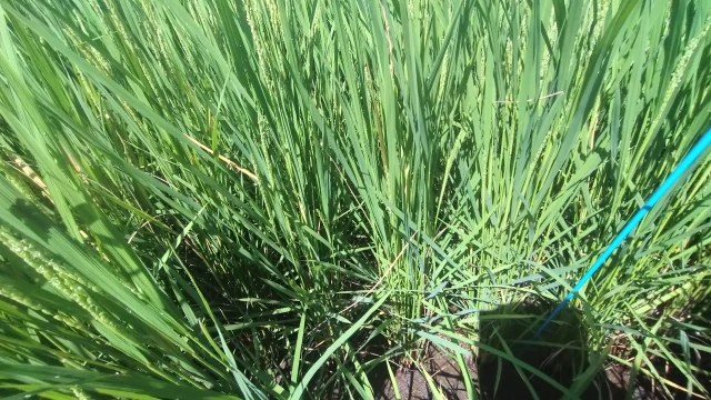出穂期の生育調査の調査株