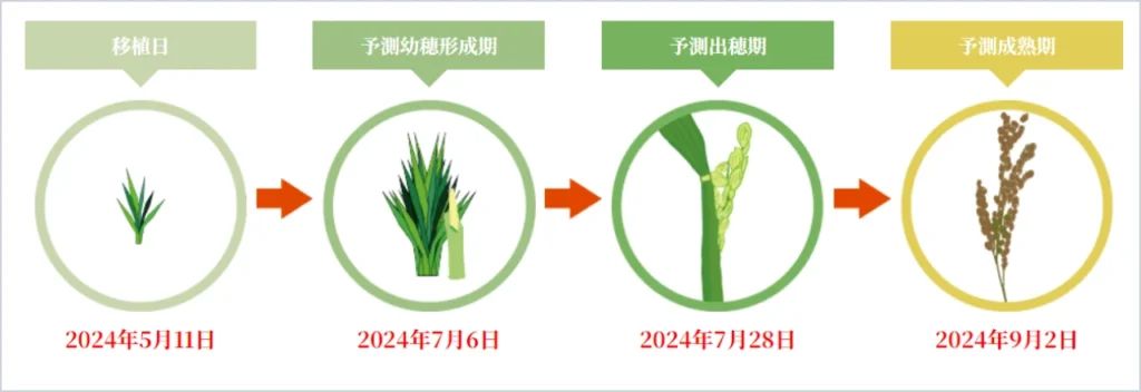 Amoni水稲生育予測結果のスクリーンショット