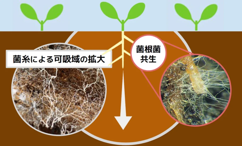 マイコスWP模式図