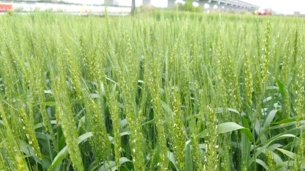 BS資材を使って小麦栽培