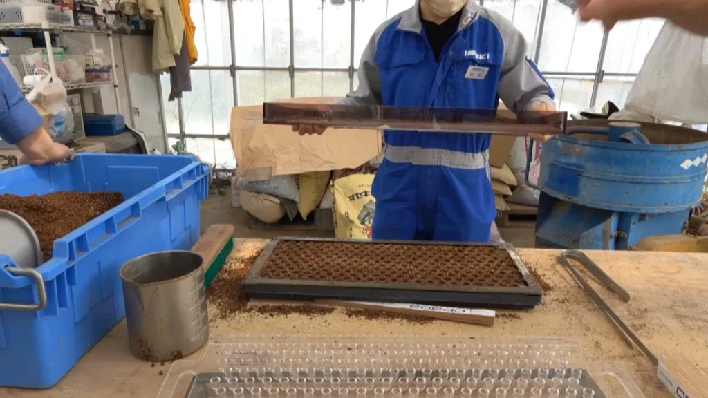 播種作業