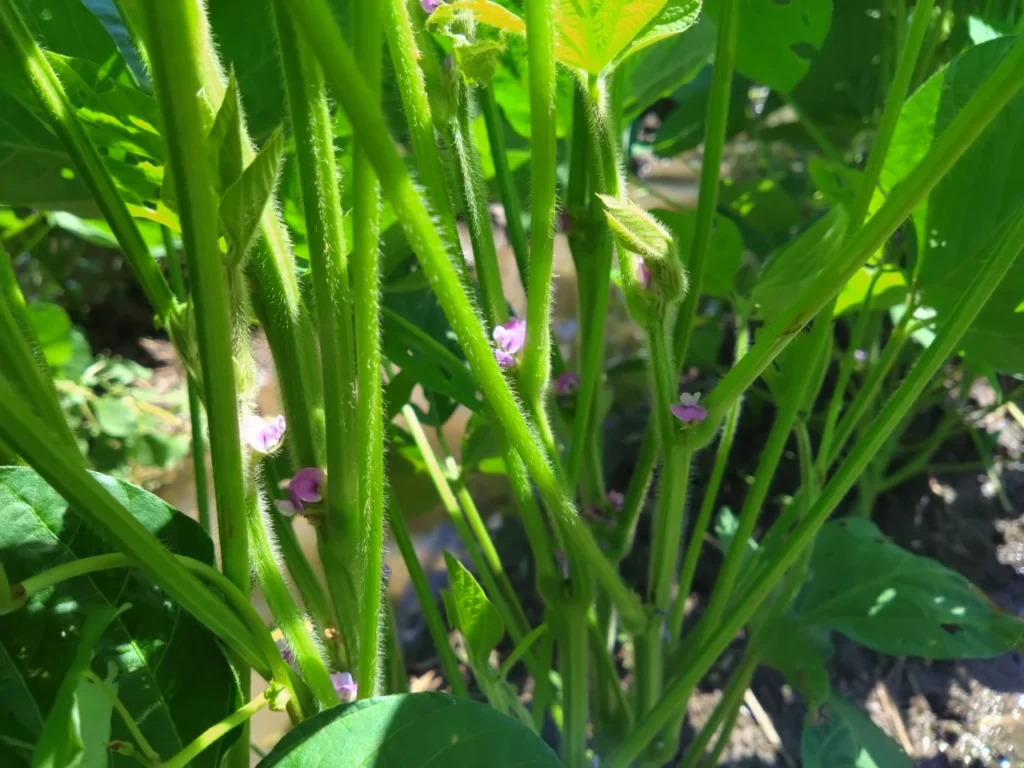 開花