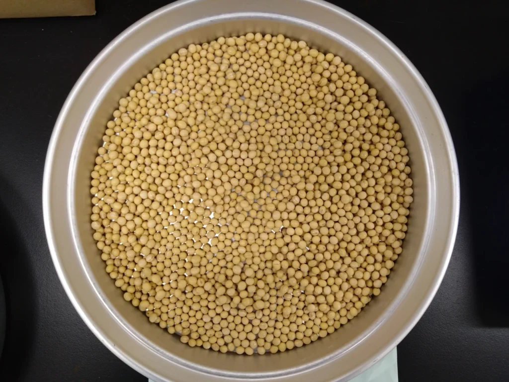 大豆粒
