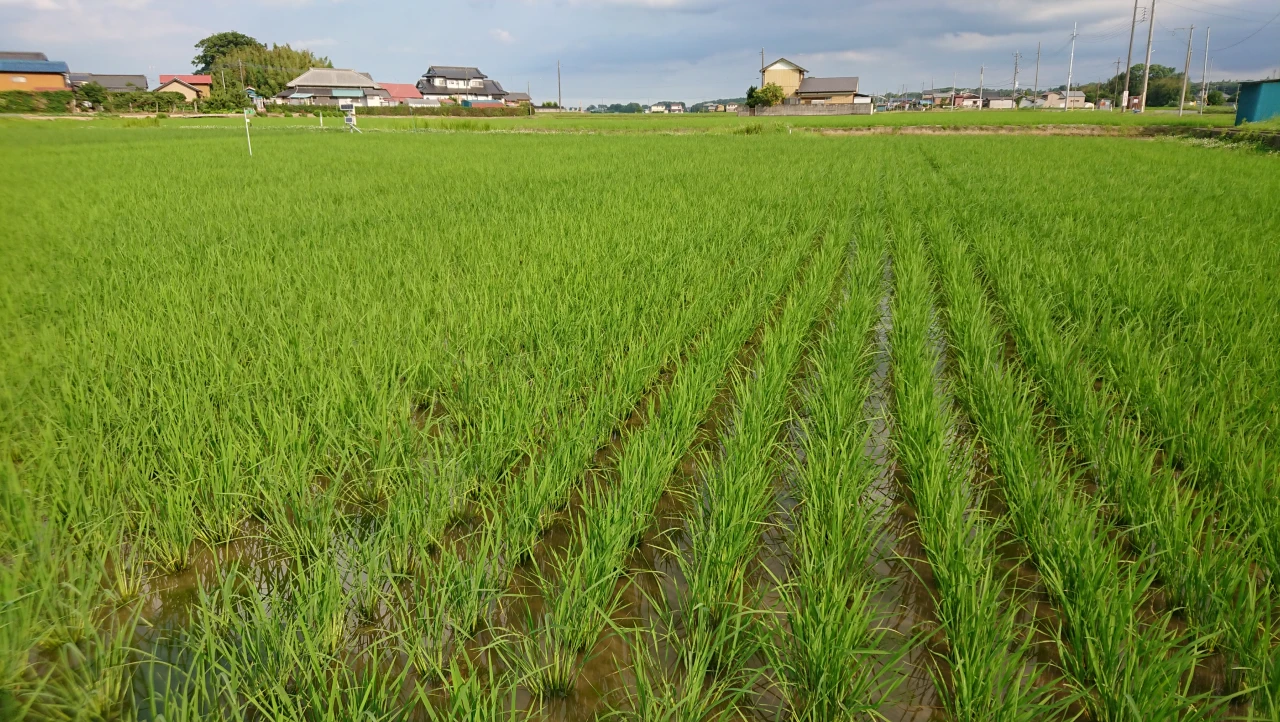 水稲の有機栽培にチャレンジ